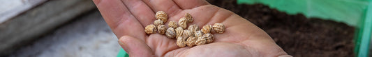 nasturtium seeds in hand
