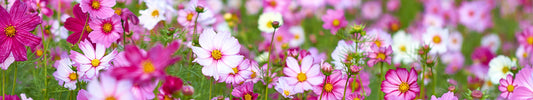 how to grow cosmos