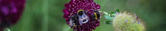 plants for pollinators