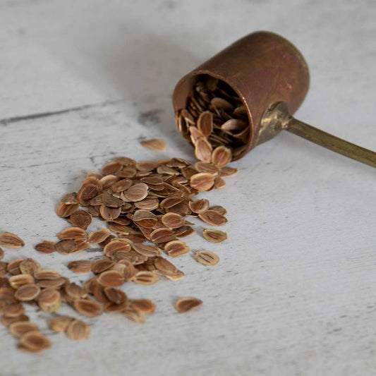 Seed to sow in September