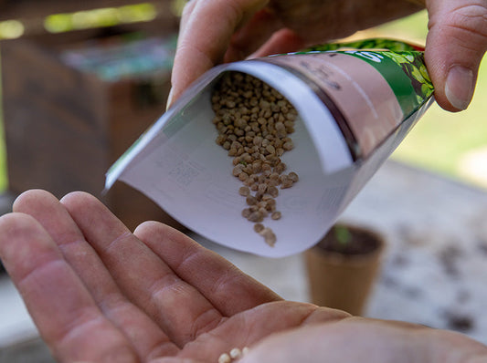 seeds to sow in january