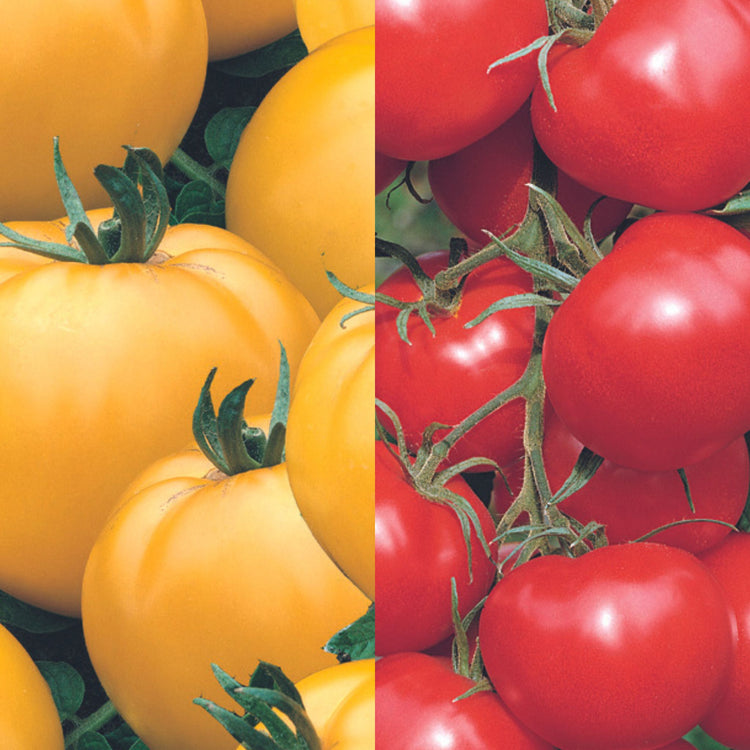 Unwins Tomato Classic Collection Pack Seeds