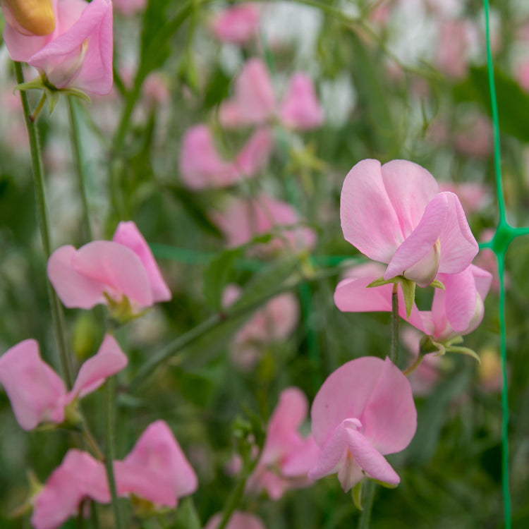 Unwins Sweet Pea Janet Scott Seeds