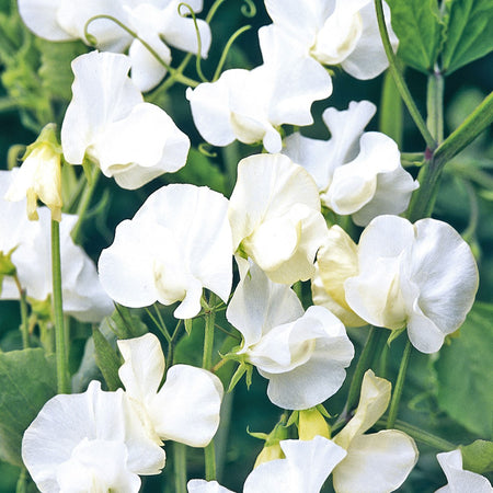 Unwins Sweet Pea Norman Wisdom Seeds