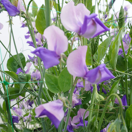 Unwins Sweet Pea Erewhon Seeds