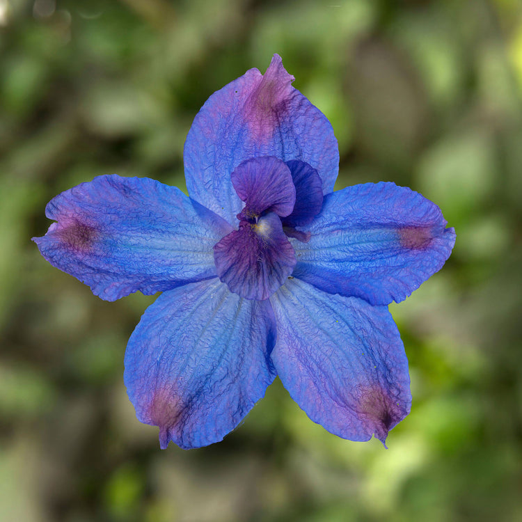 Unwins Delphinium Hunky Dory Blue F1 Seeds