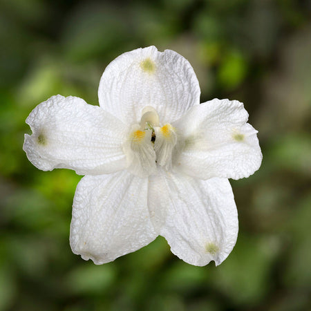 Unwins Delphinium Hunky Dory White F1 Seeds