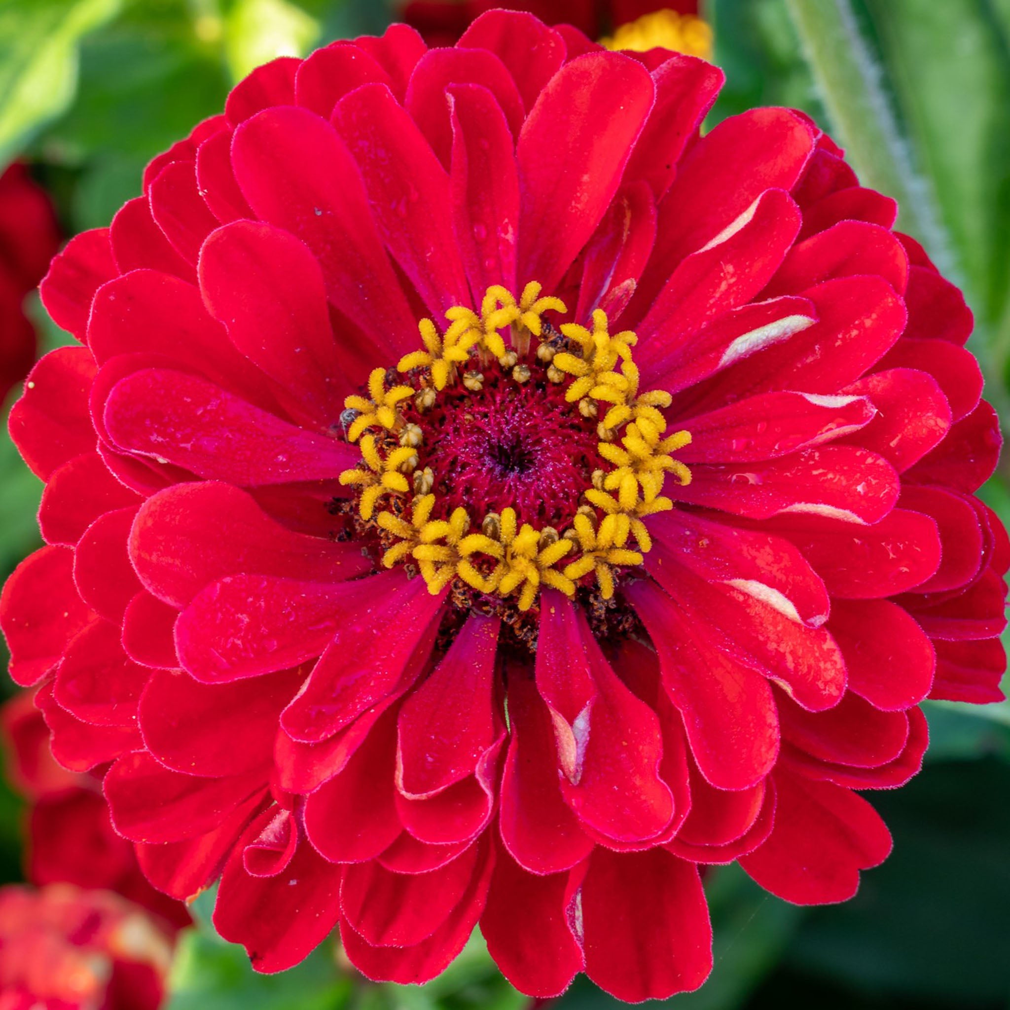 Unwins Zinnia Dahlia-Flowered Scarlet Flame Seeds - Flower Seeds