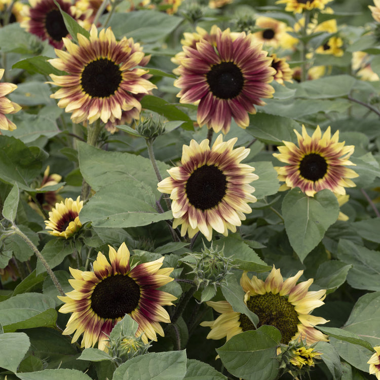 Unwins Sunflower Summer Lovin Seeds