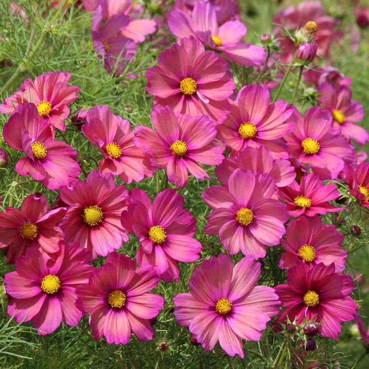 Unwins Cosmos Xsenia Seeds