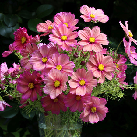 Unwins Cosmos Xsenia Seeds