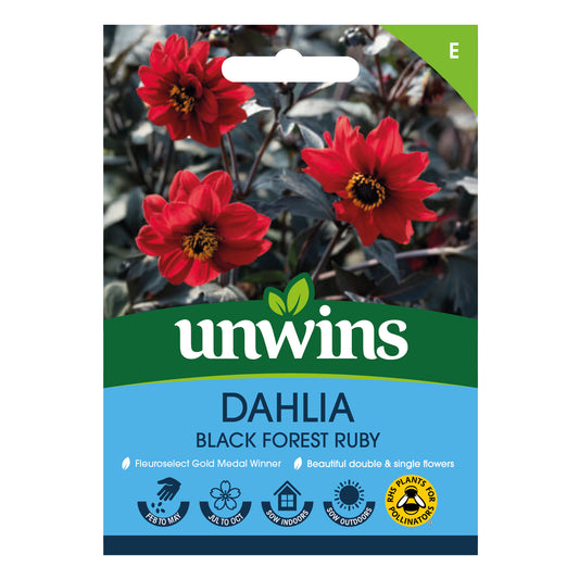 Unwins Dahlia Pinnata Black Forest Ruby Seeds
