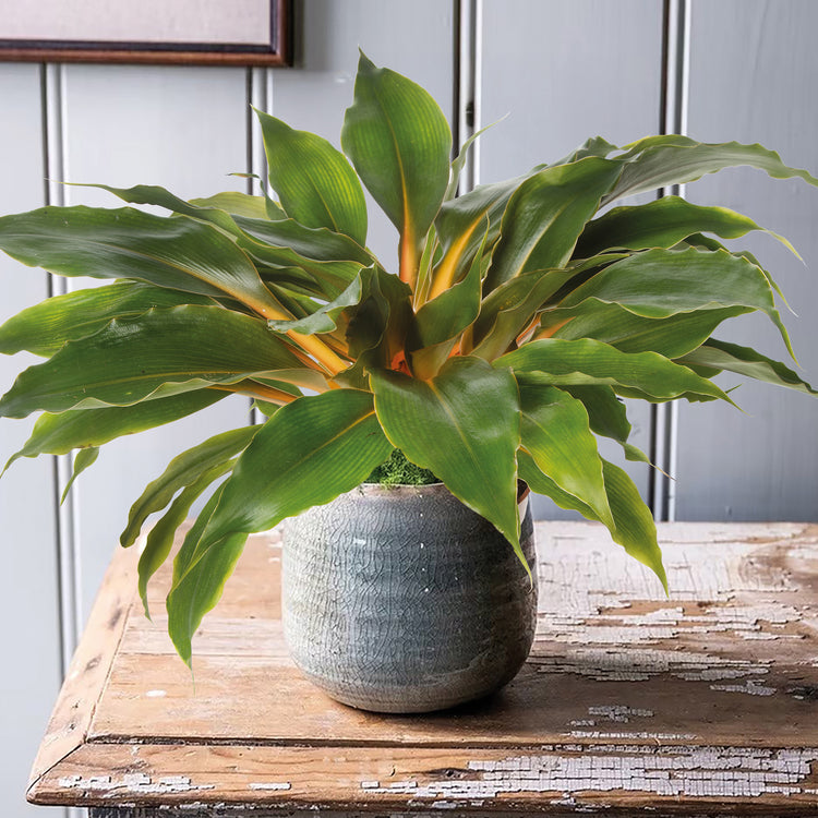 Unwins Houseplant Mandarin Plant  (Chlorophytum Orchidastrum) Seeds