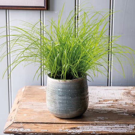 Unwins Houseplant Zumula Seeds