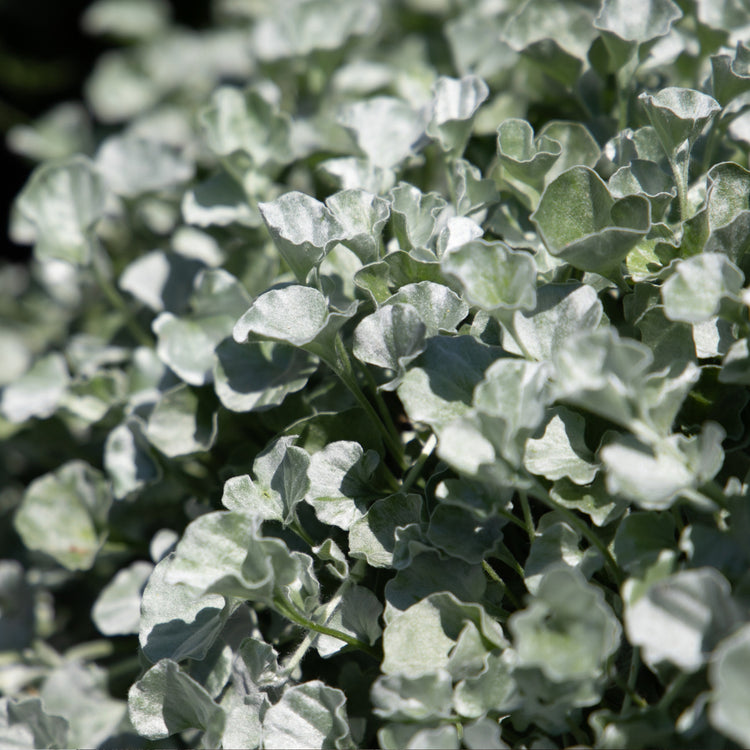 Unwins Houseplant Dichondra Silver Surfer Seeds