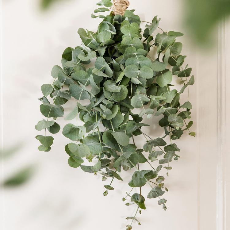 Unwins Houseplant Eucalyptus Baby Blue Seeds