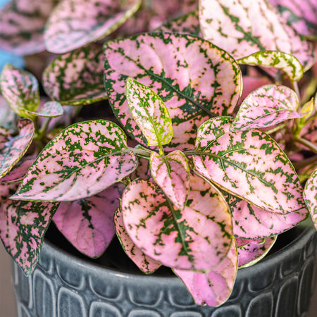 Unwins Houseplant Hypoestes Polka Dot Plant Pink Seeds