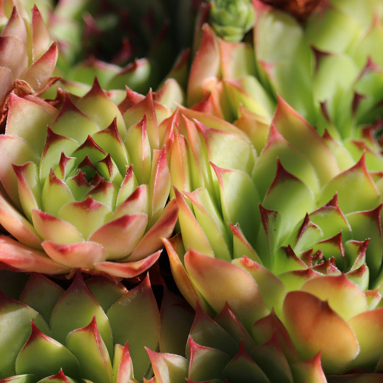 Unwins Houseplant Succulent Mix (Sempervivum) Seeds