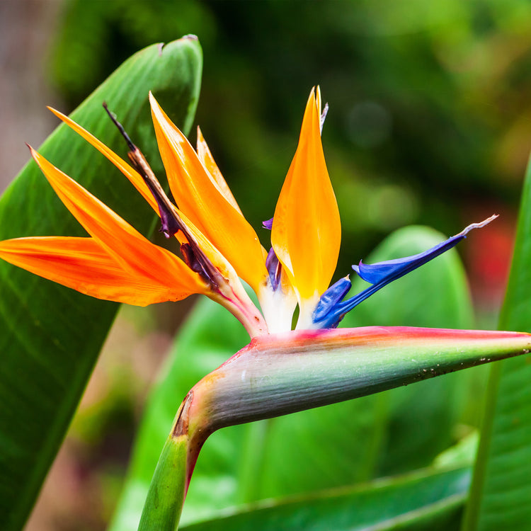Unwins Houseplant Bird of Paradise Seeds