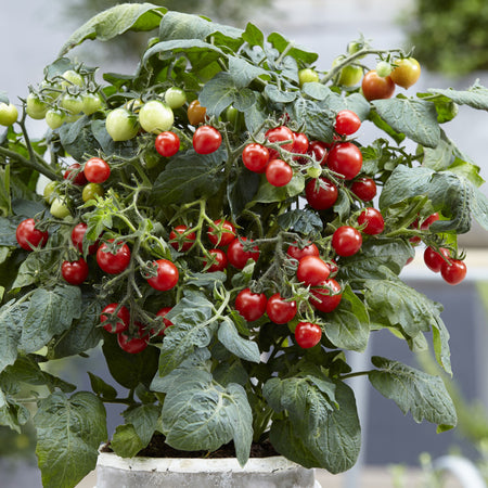 Unwins Cherry Tomato Sweet Sturdy Jimmy F1 Seeds