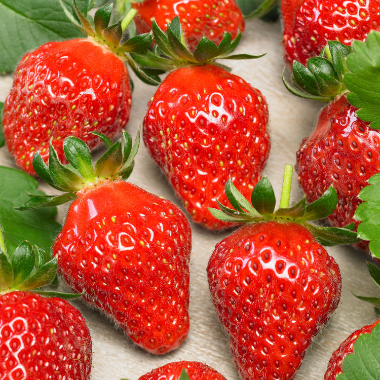 Little Growers Strawberry
