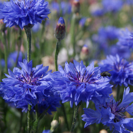 Little Growers Cornflower Blue Diadem