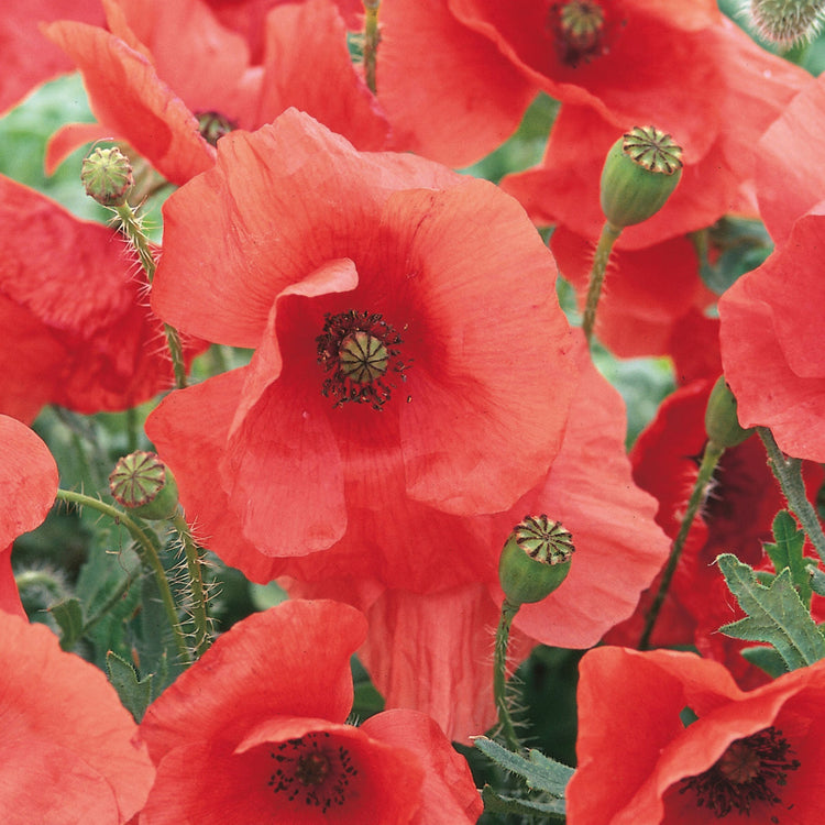 Little Growers Wildflower Corn Poppy