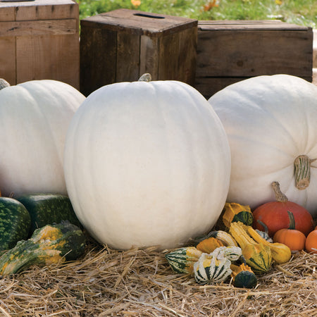 Little Growers Pumpkin Polar Bear