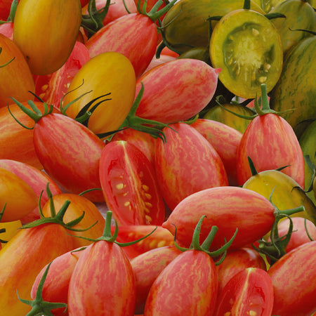 Little Growers Tomato Tiger Stripes