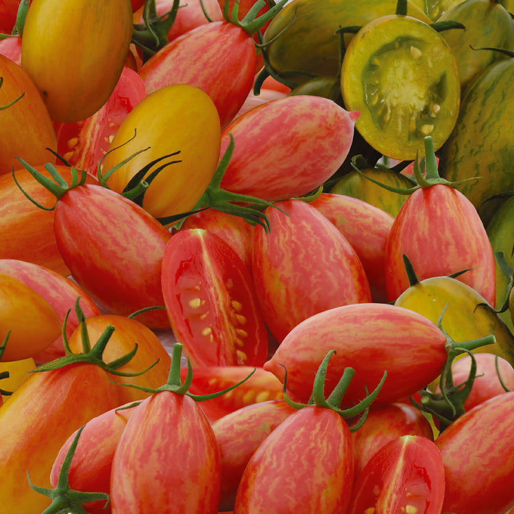 Little Growers Tomato Tiger Stripes