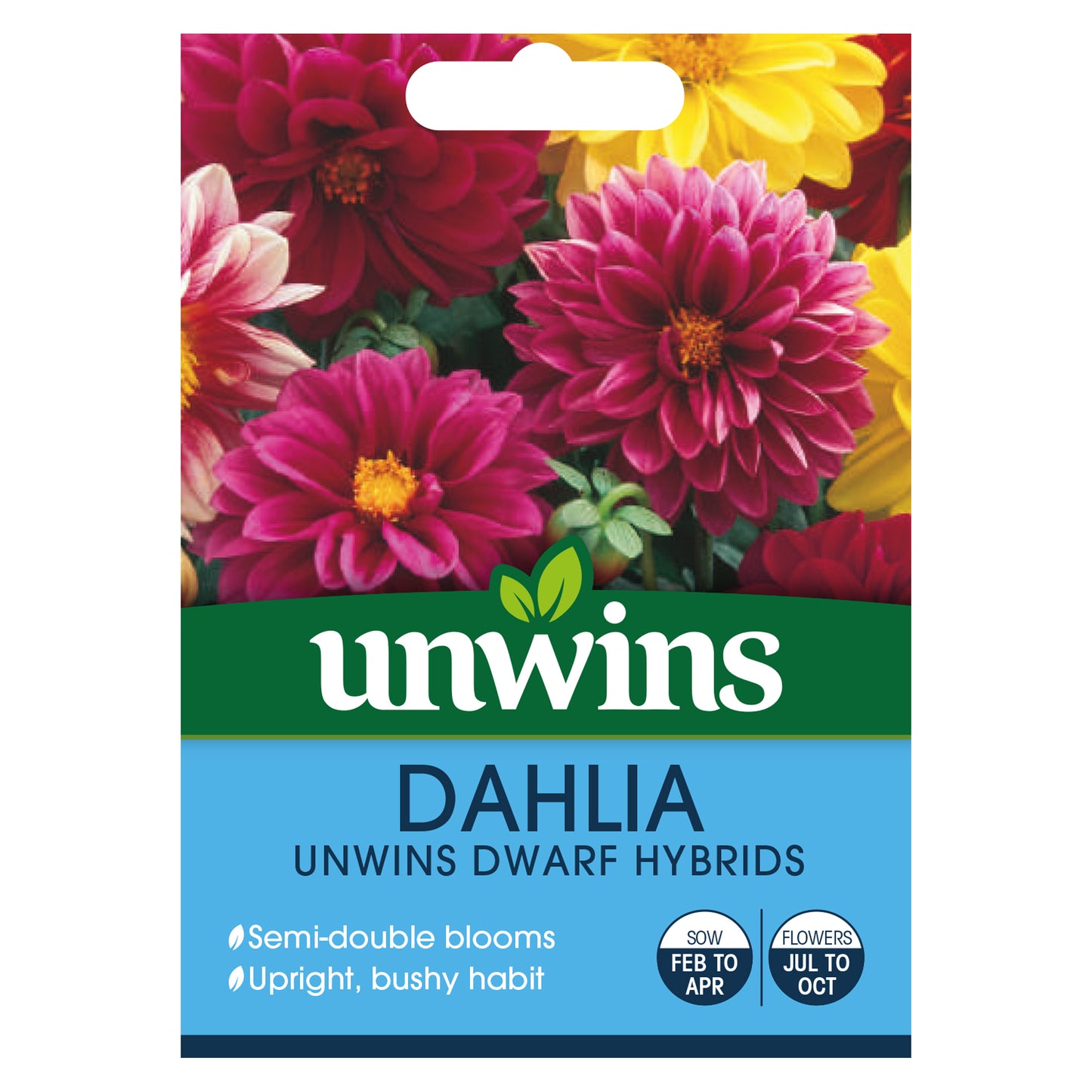 Unwins Dahlia Unwins Dwarf Hybrids Seeds - Flower Seeds – Unwins UK