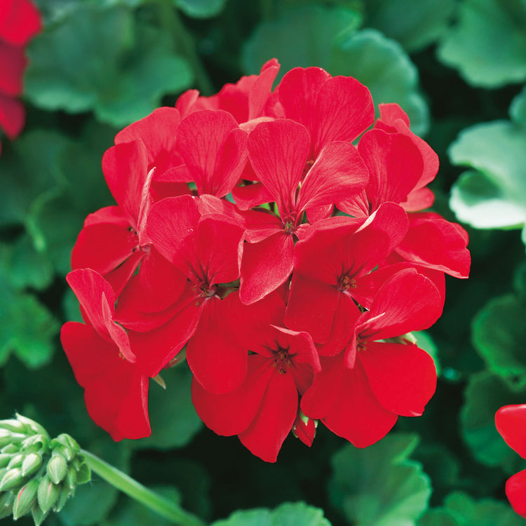 Unwins Geranium Simply Red F1 Seeds