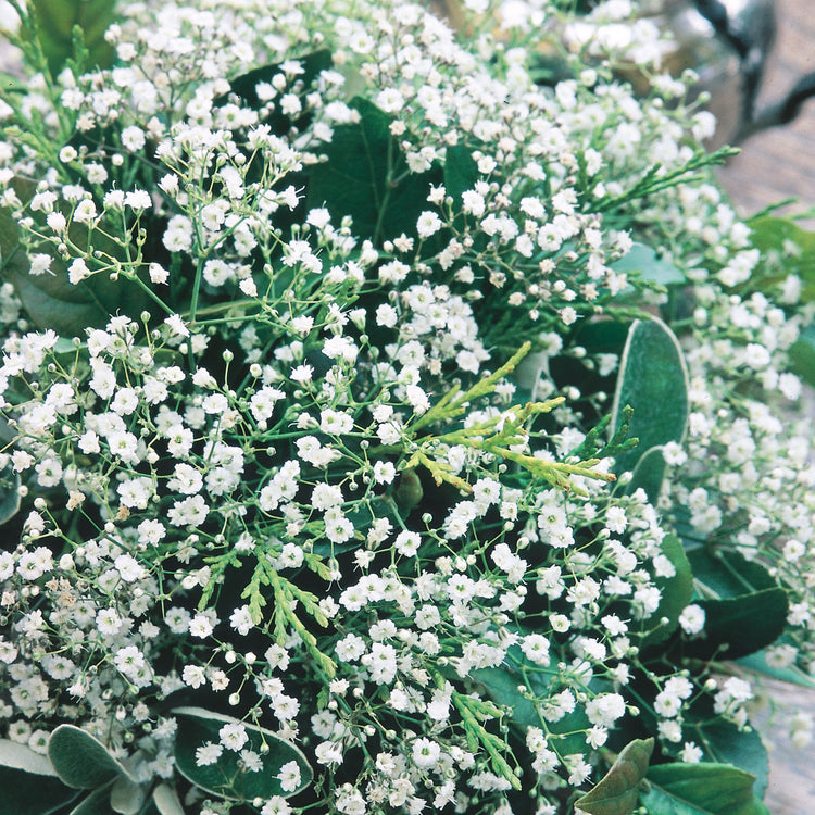 Unwins Gypsophila Diamond Spray Seeds