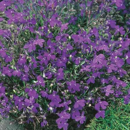 Unwins Bush Lobelia Crystal Palace Seeds