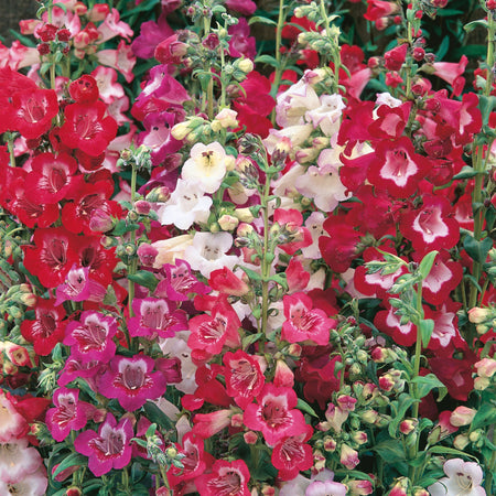 Unwins Penstemon Victorian Mix Seeds