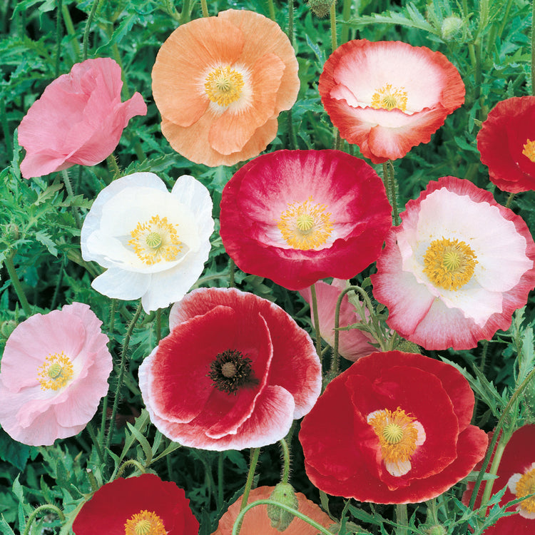 Unwins Poppy Shirley Double Mix Seeds