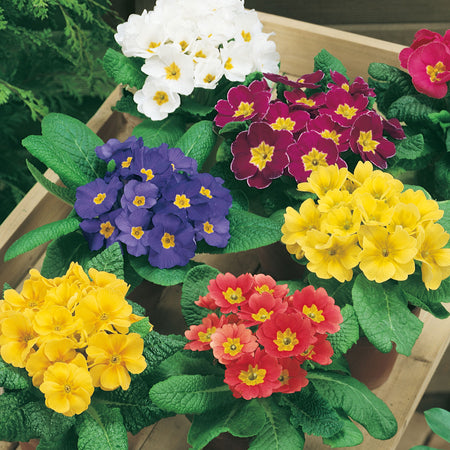 Unwins Primrose Spring Joy Seeds