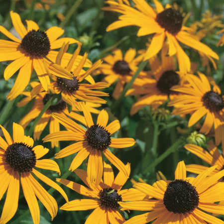 Unwins Rudbeckia Dwarf Rustic Seeds