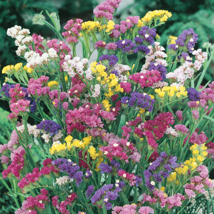 sea lavender seeds Unwins Statice Sea Lavender Mix Seeds