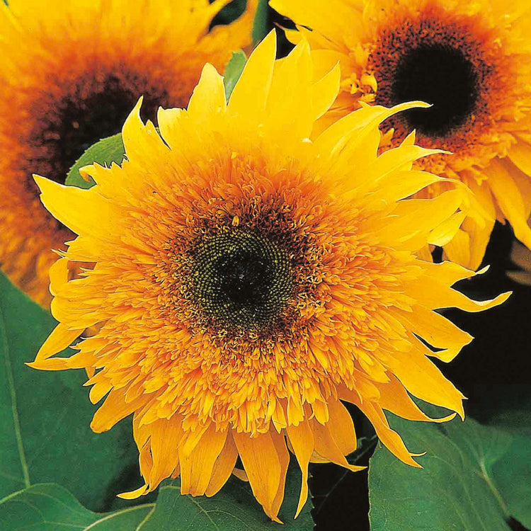 Unwins Sunflower Starburst Panache F1 Seeds