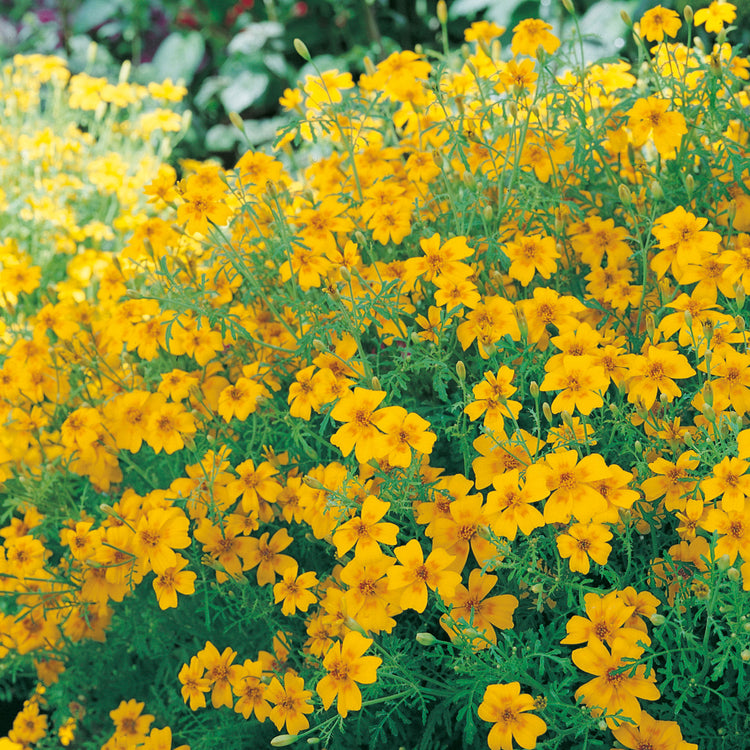 Unwins Tagetes Golden Gem Seeds