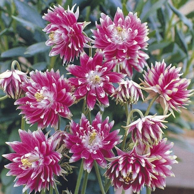 Unwins Unwins Herbaceous Border Collection Pack Seeds