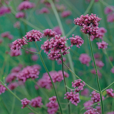 Unwins Unwins Herbaceous Border Collection Pack Seeds