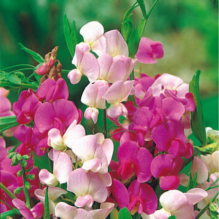 Unwins Unwins Herbaceous Border Collection Pack Seeds