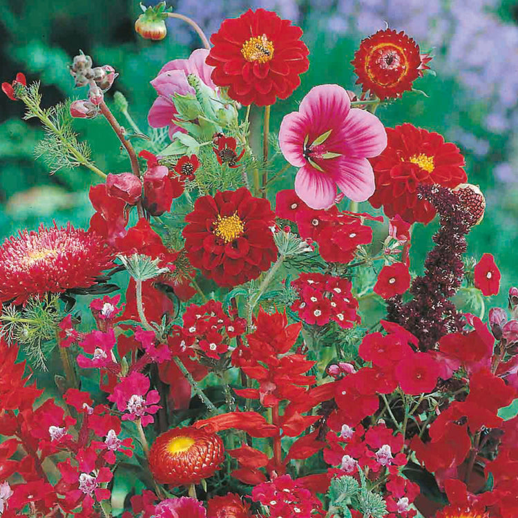 annual flower seeds uk Unwins Unwins Sea of Red Mixed Annuals Seeds