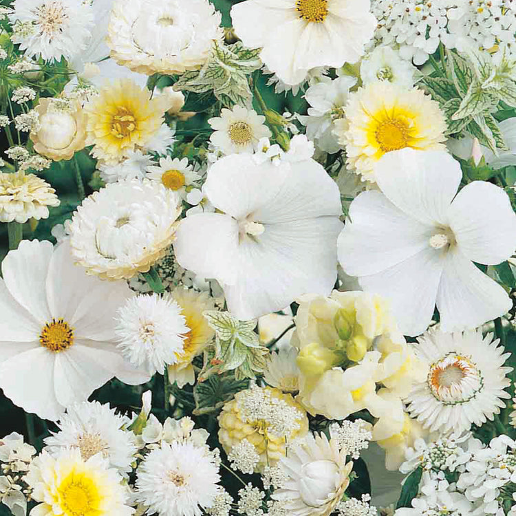 annual flower seeds uk Unwins Unwins Sea of White Mixed Annuals Seeds