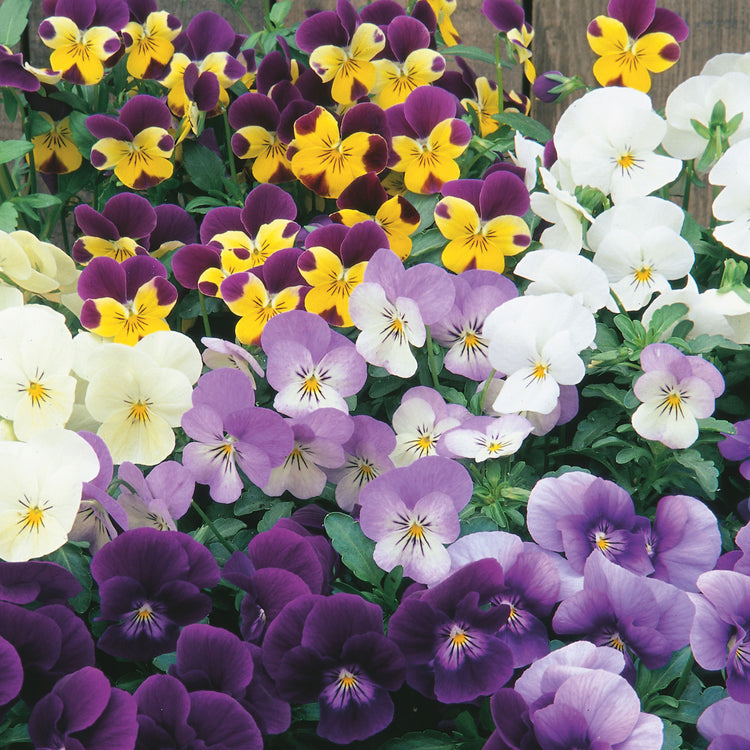 Unwins Viola Spring Sherbets Seeds