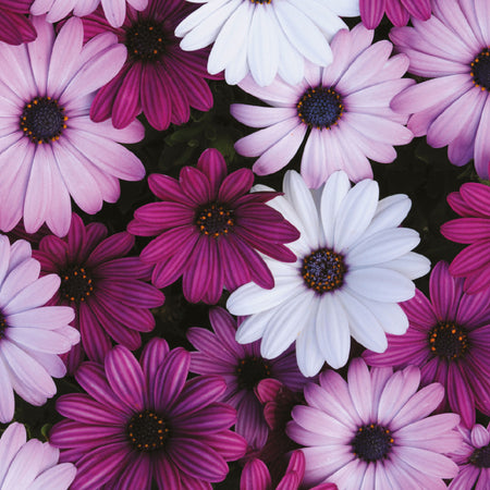 Unwins Osteospermum Akila Mix F1 Seeds