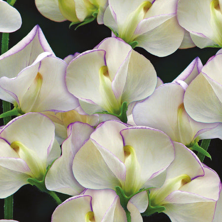 Unwins Sweet Pea April in Paris Seeds