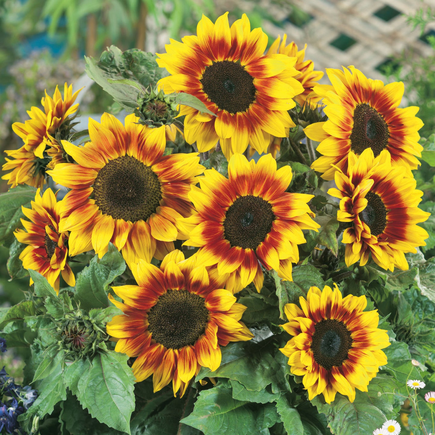 Unwins Sunflower Firecracker F1 Seeds - Flower Seeds – Unwins UK